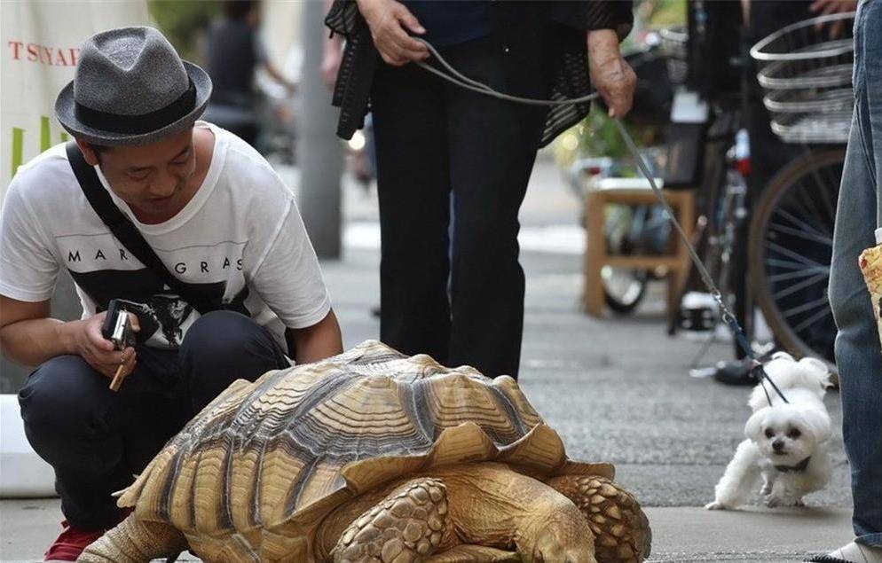 12年男子捡到"乌龟",养了7年发现不对劲,警方赶到将乌龟带走