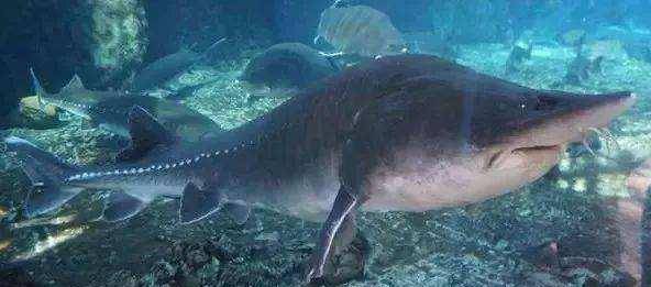 跟着康熙大帝到吉林,探寻松花江中的巨无霸-鲟鳇鱼的秘密