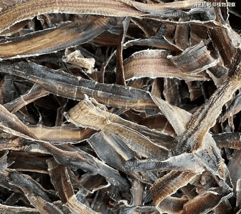 农村随处可见的蚯蚓,过去拿来喂鸡鸭,现如今300元1斤,价值极高!