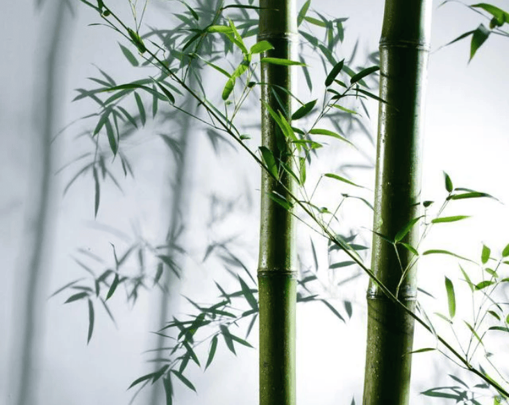 非常值得一看的竹子定律竹子用了4年的时间,竹芽仅仅长了3厘米!