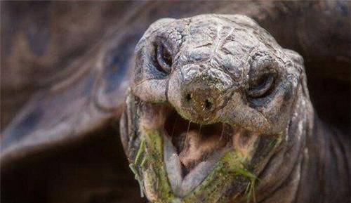 龟,一生送走三代饲养员,说出年龄,你可能难以置信_阿德维塔_乌龟_玄武