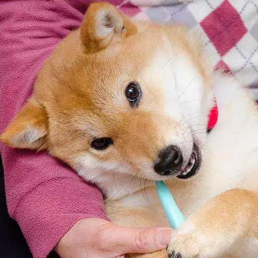 柴犬:我是小可爱