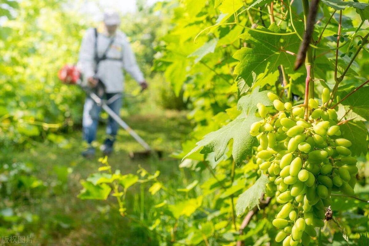 【农技要点】葡萄夏季生产管理技术要点
