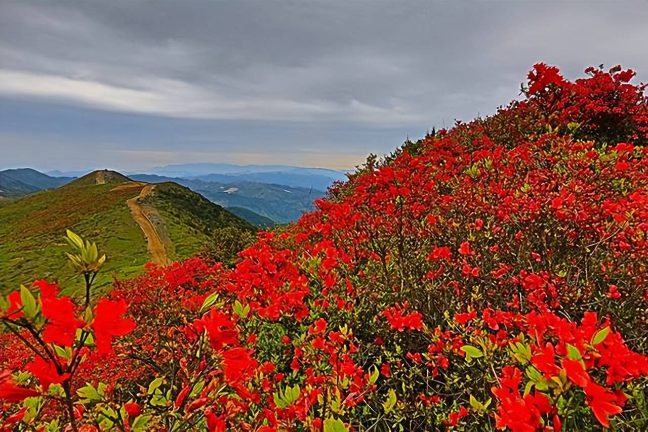 7,《送杜鹃花》吴融 〔唐代〕春红始谢又秋红,息国亡来入楚宫.