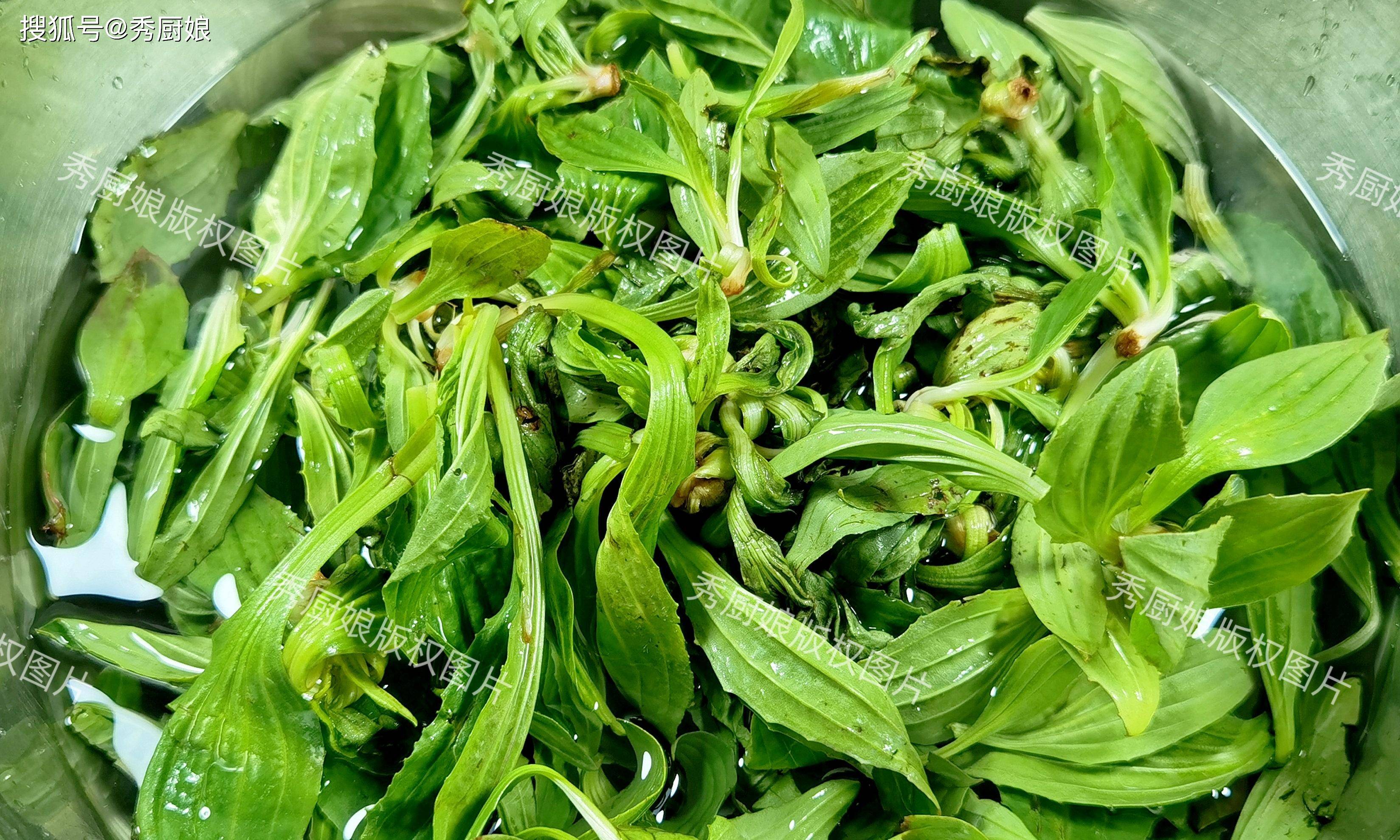 焯水可以去除车前草的草腥味,同时保持其绿色.