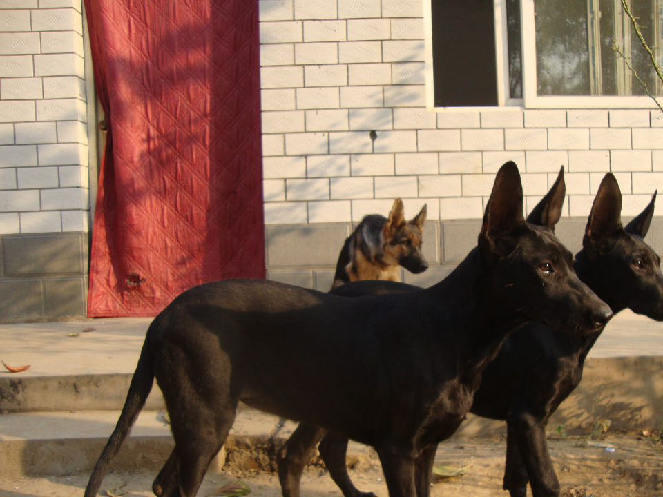 要说黑黑的黑狼犬大家见到它们的第一眼一定会认为它们会特别凶狠的
