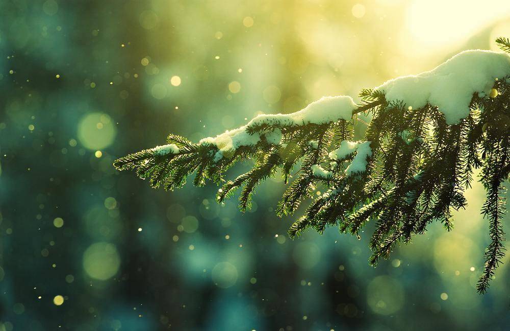 黄昏大雪杨万里写下首调皮之作,无一雪字却句句不离雪,令人叫绝_雪花