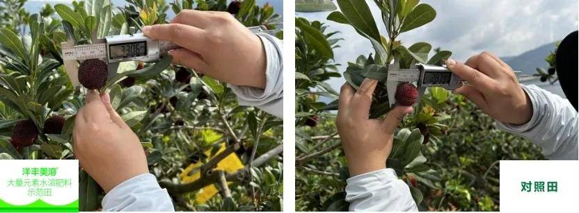 卖出十倍高价,"洋丰美溶"在云南石屏种出高品质杨梅