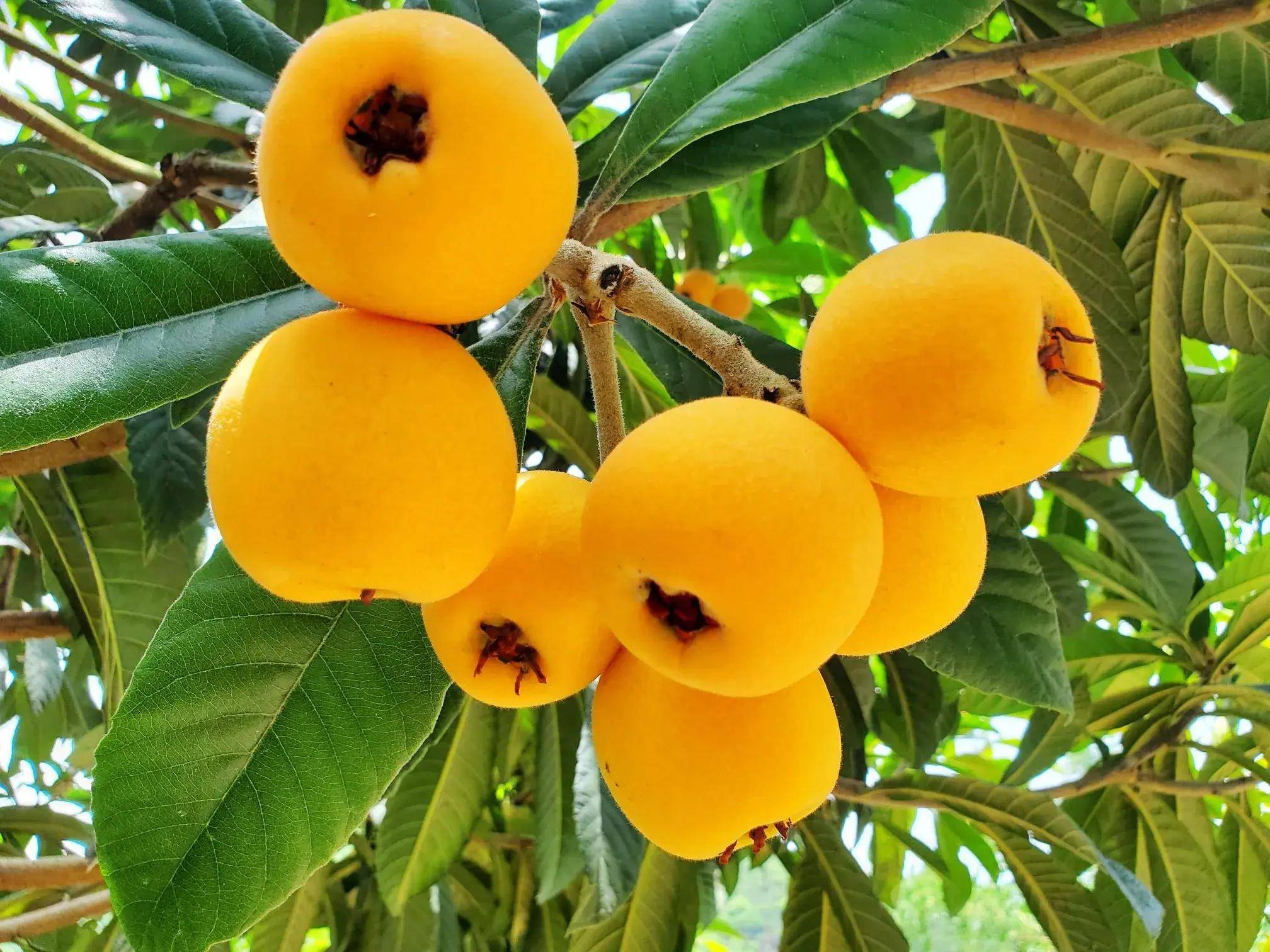 苏州西山徐美琴家枇杷园里采摘乐