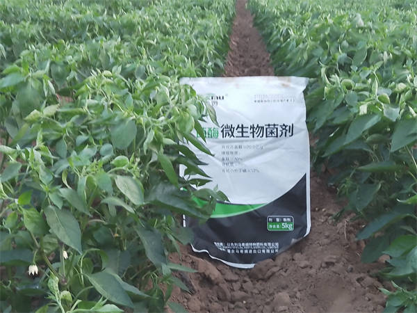 水溶肥使用好了,辣椒增产很容易