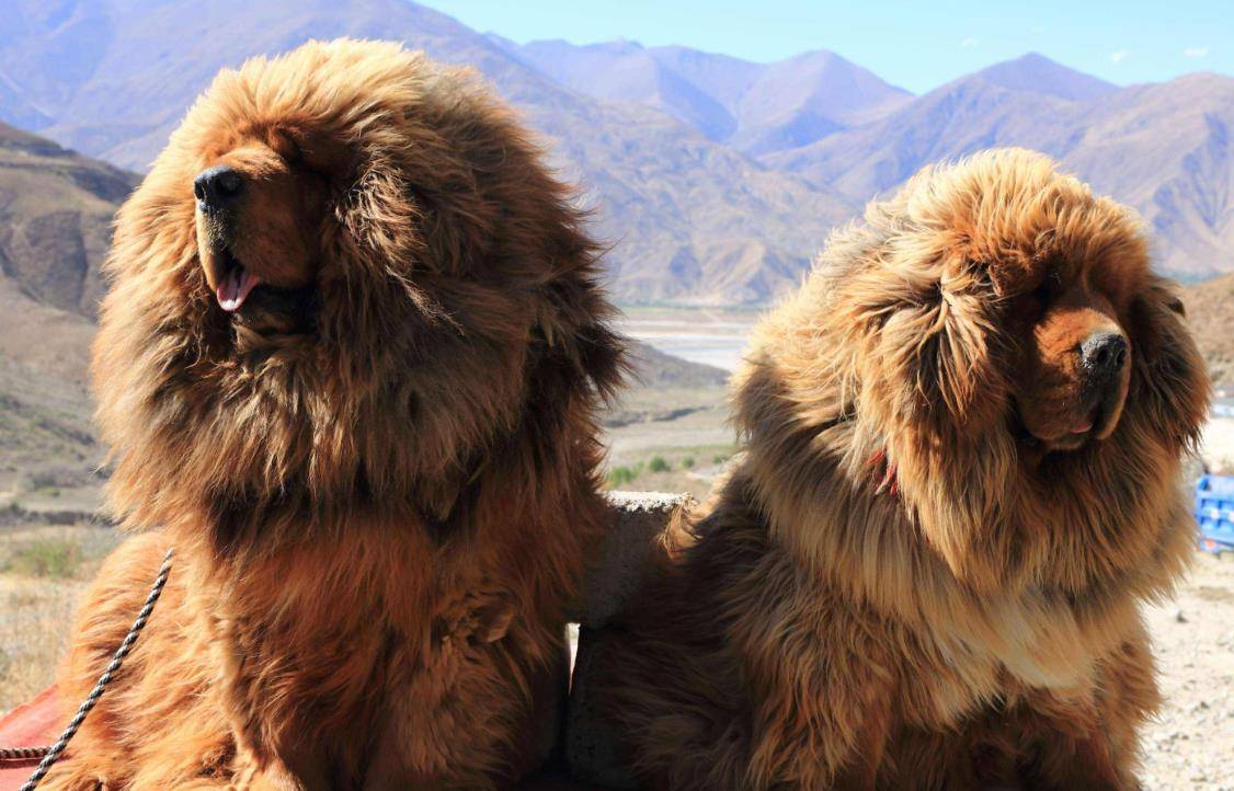 据说藏獒的祖先是一千万年前喜马拉雅山的巨型古犬,在当时的青藏高原