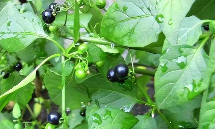 农田间的"野葡萄"老人说有毒不能吃,竟不知药用功效很广