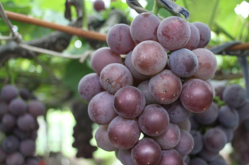 葡萄和提子有什么区别?很多人傻傻不清楚,别买错了还"偷着乐"