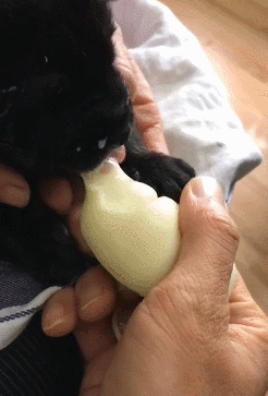 小狗一出生没了妈,主人自制特殊奶瓶好尴尬,小奶狗一吸就上瘾!