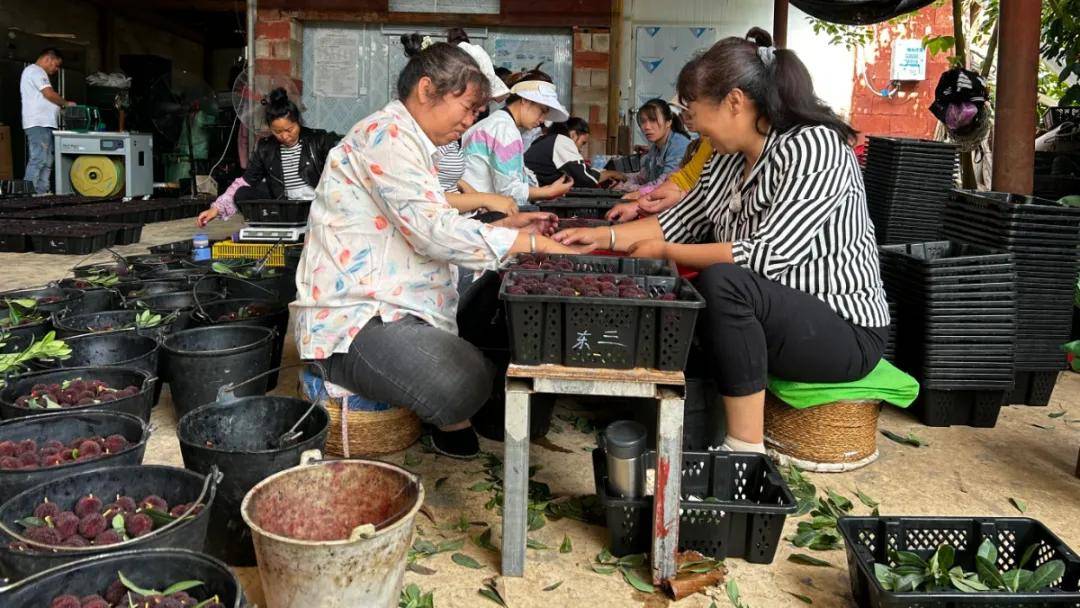 卖出十倍高价,"洋丰美溶"在云南石屏种出高品质杨梅