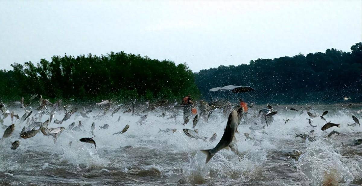 亚洲鲤入侵全球,在美国胖成猪,在中国为什么却"活"不过童年_鲤鱼_湖泊