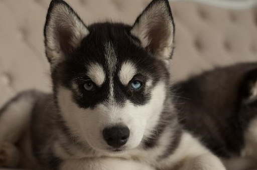 成年哈士奇的坏习惯是个性还是铲屎官没有找到应对方法所致