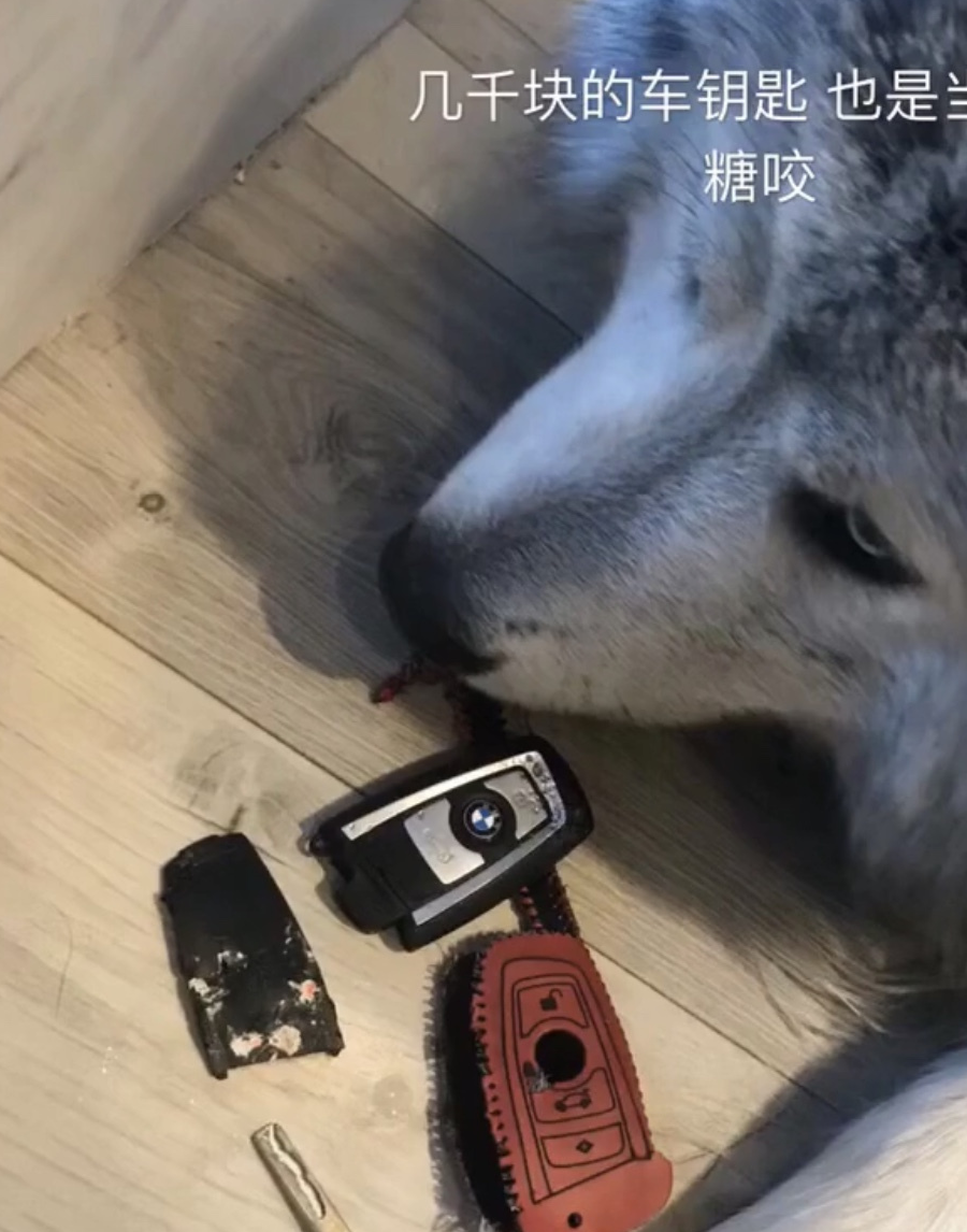 父亲是二哈,母亲萨摩,生的宝宝像水墨画里走出来的狗