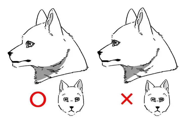【绘屏教育】教你如何画好狗的身体和脸!