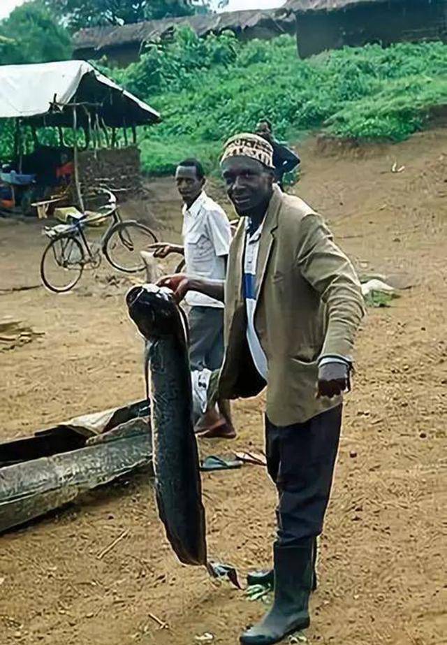 4亿年的活化石:传说这种鱼靠四肢可行走,如今被端上非洲人饭桌_肺鱼