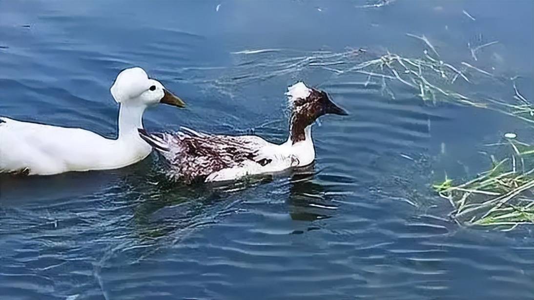玄武湖现"爆炸头"白色鸭子像是找tony吹过头,曾是明朝宫廷宠物