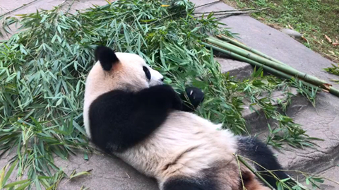 临沂动物园熊猫图片