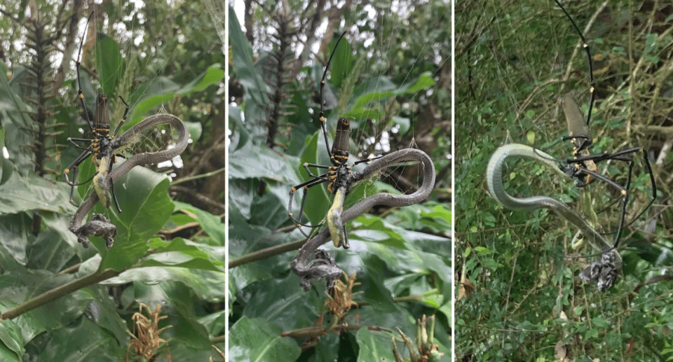 解开新型恐惧:蜘蛛捕食比自己大 355 倍的蛇,像喝奶一样吸干它