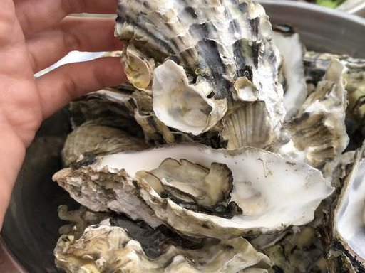 千万别直接下锅煮,海边人如此做,煮出的生蚝又鲜又嫩_小时候_花甲