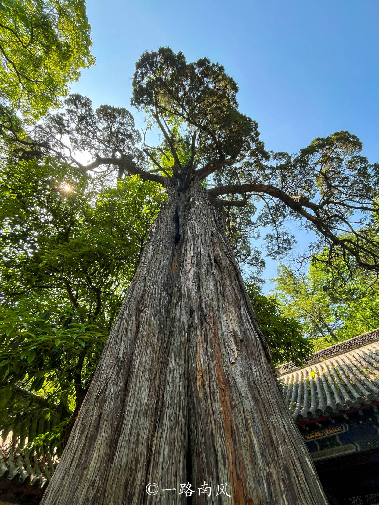 青岛旅游发现传奇汉柏树龄超过2150年三木一体世界罕见