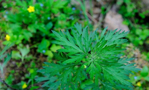 它全草都可以入药,有温经,散寒,止血,消炎,平喘,止咳,安胎,抗过敏等