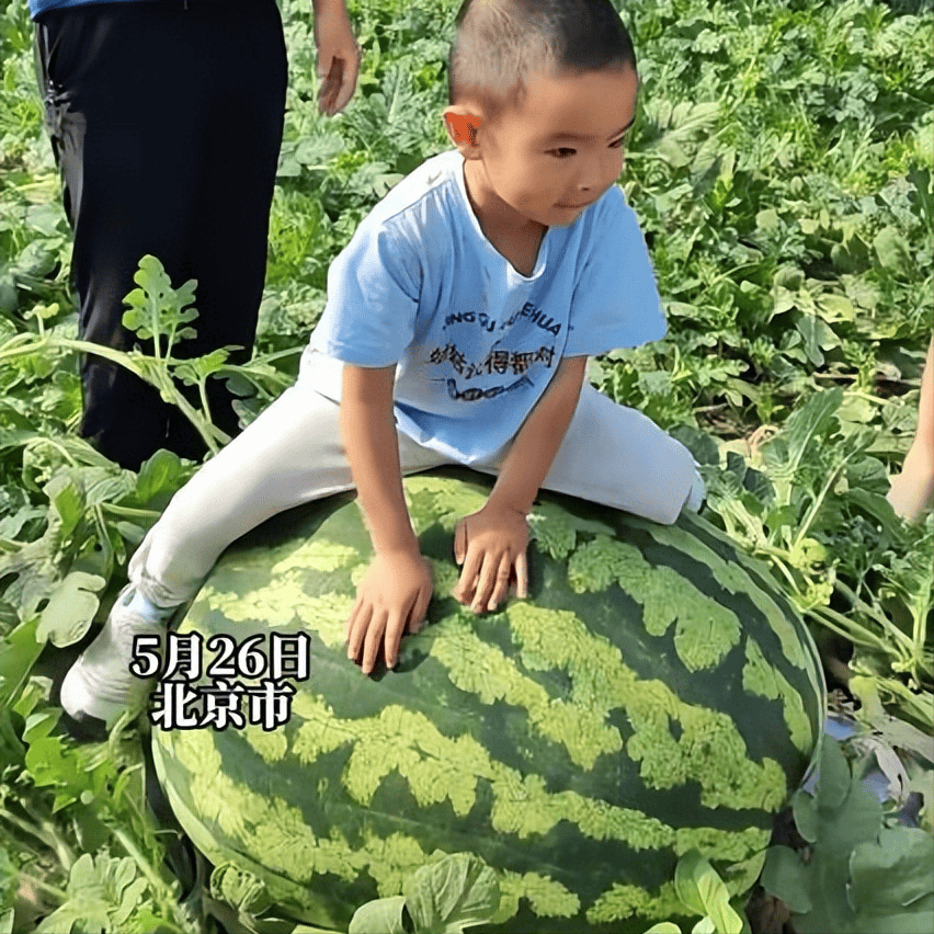 女子种出174斤大西瓜,种瓜技术顶呱呱,吸引众人来"吃瓜"