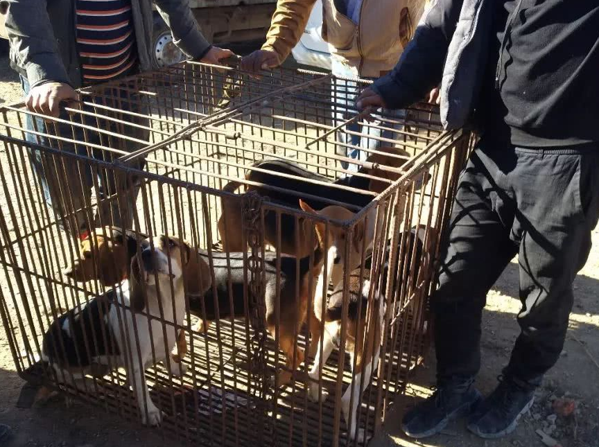 狗市一笼比格犬只要1800元,平均380元一只却无人问津!