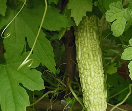 苦瓜是"药中蔬菜",每天吃一点,对身体有3大好处!