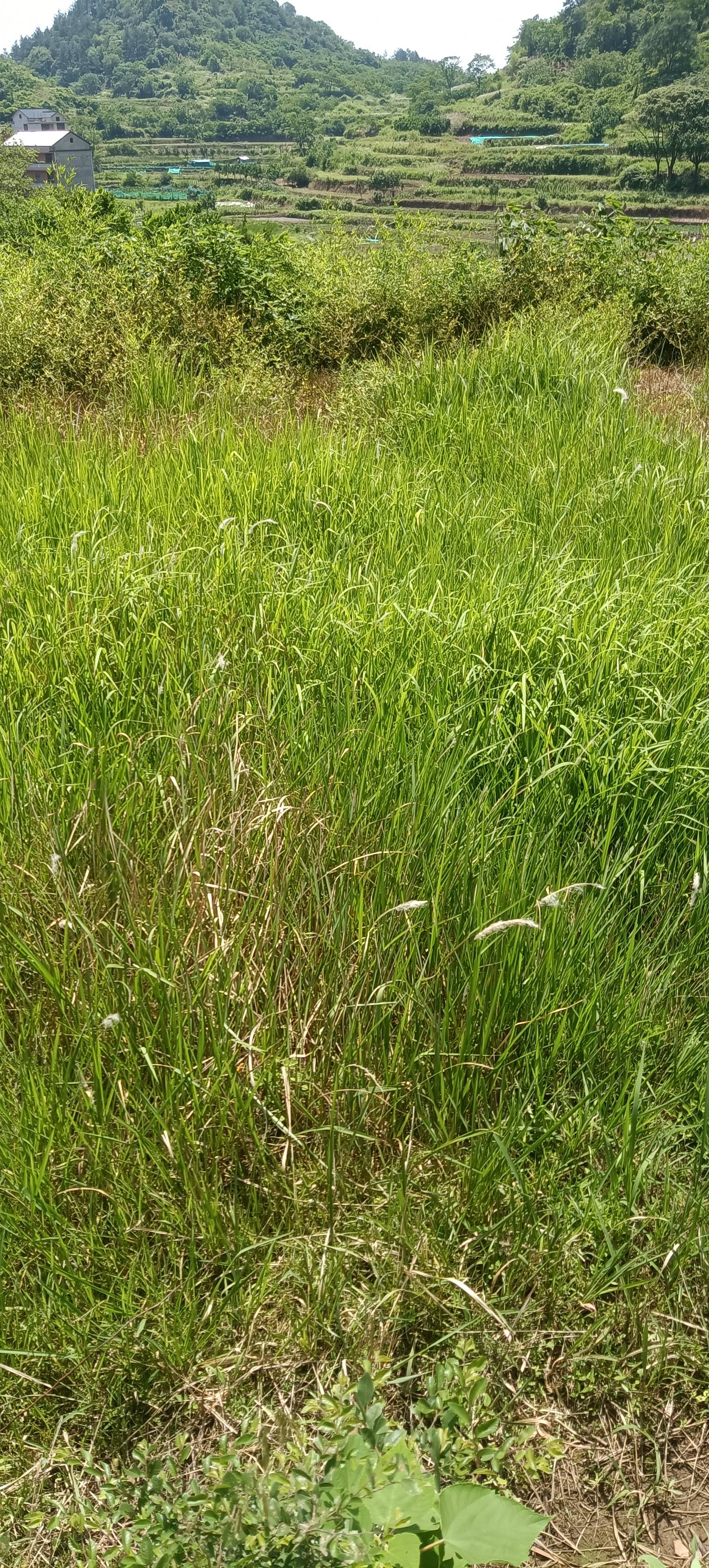 白茅草,除了药用与农用外,难道就别无其他应用价值吗?