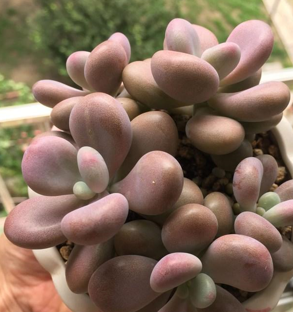 夏天,徒长"不可逆",养多肉需警惕