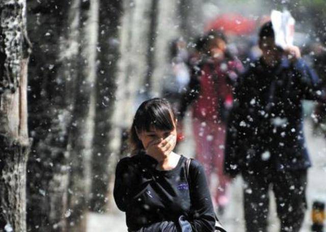 如今让人焦虑的杨絮背后,曾"拯救"北京800万人