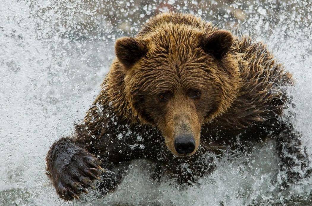 东北男子救下棕熊宝宝,3年后女儿遭土匪头子欺凌,棕熊前来相救
