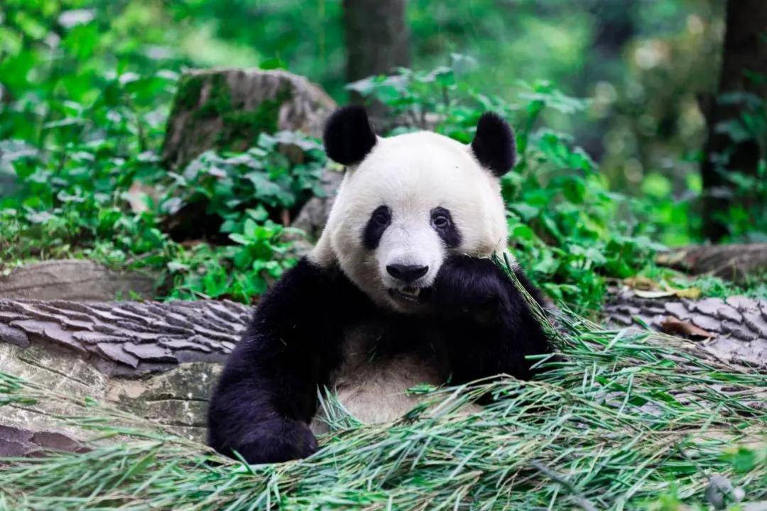 中国三大熊猫保护基地图片