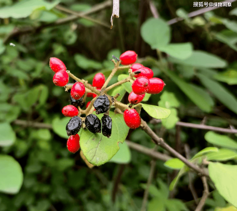 皱叶荚蒾果实图片