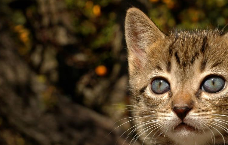 可能来自他们一直喜欢宠物的背景,但没有参与全部责任.
