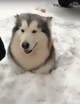 阿拉斯加第一次到北方过年,见到下雪不知所措,举动萌炸了