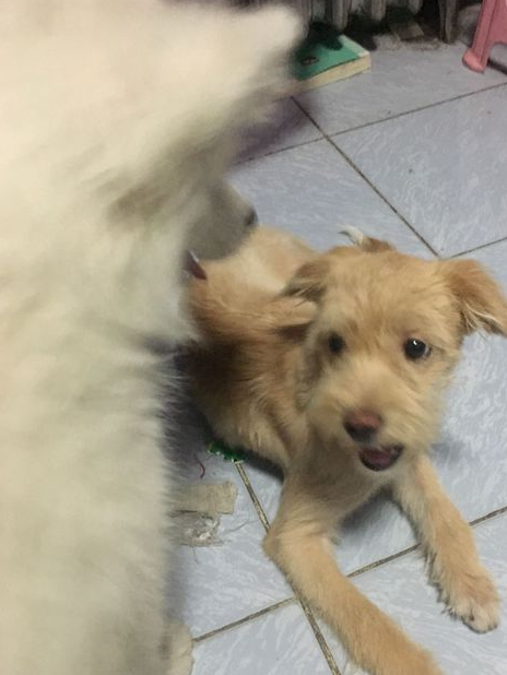 它长得越来越不像金毛寻回犬,反而更像是一只雪纳瑞了