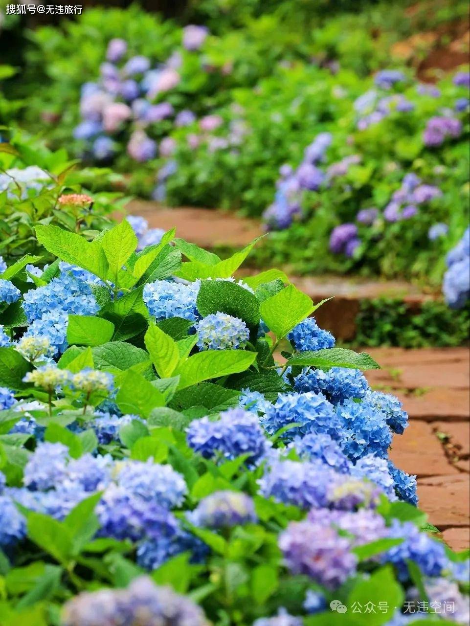 昆明郊野公园绣球花展:初夏的浪漫花海,等你来撩!(附攻略)_无尽_旅行_