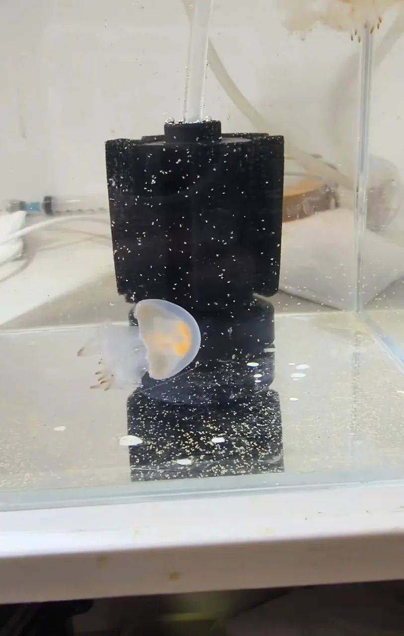 男子买了3只水母,喂它们吃东西后,神奇的一幕出现了_海蜇_丰年_幼虫