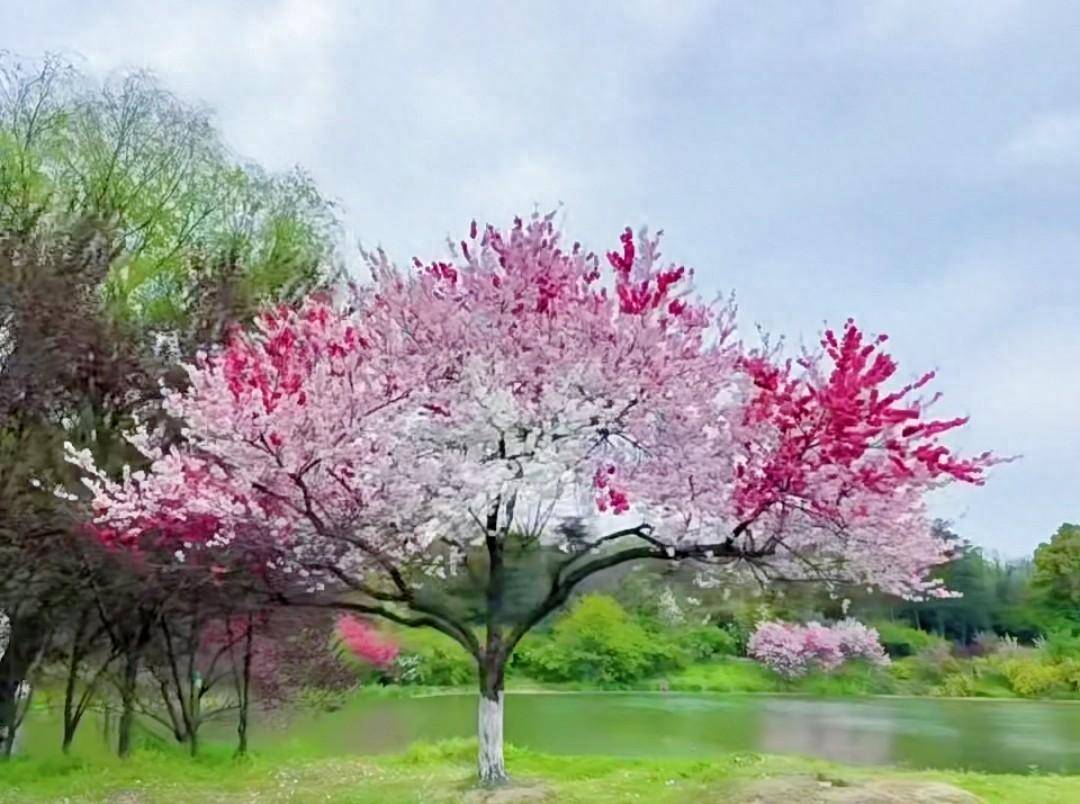 开满桃花的桃树图片图片