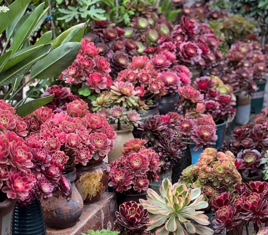 重庆女子专养"法师"多肉,盆盆绝美