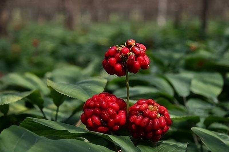 西洋参哪个牌子的好用又便宜,价格与价值的完美结合.