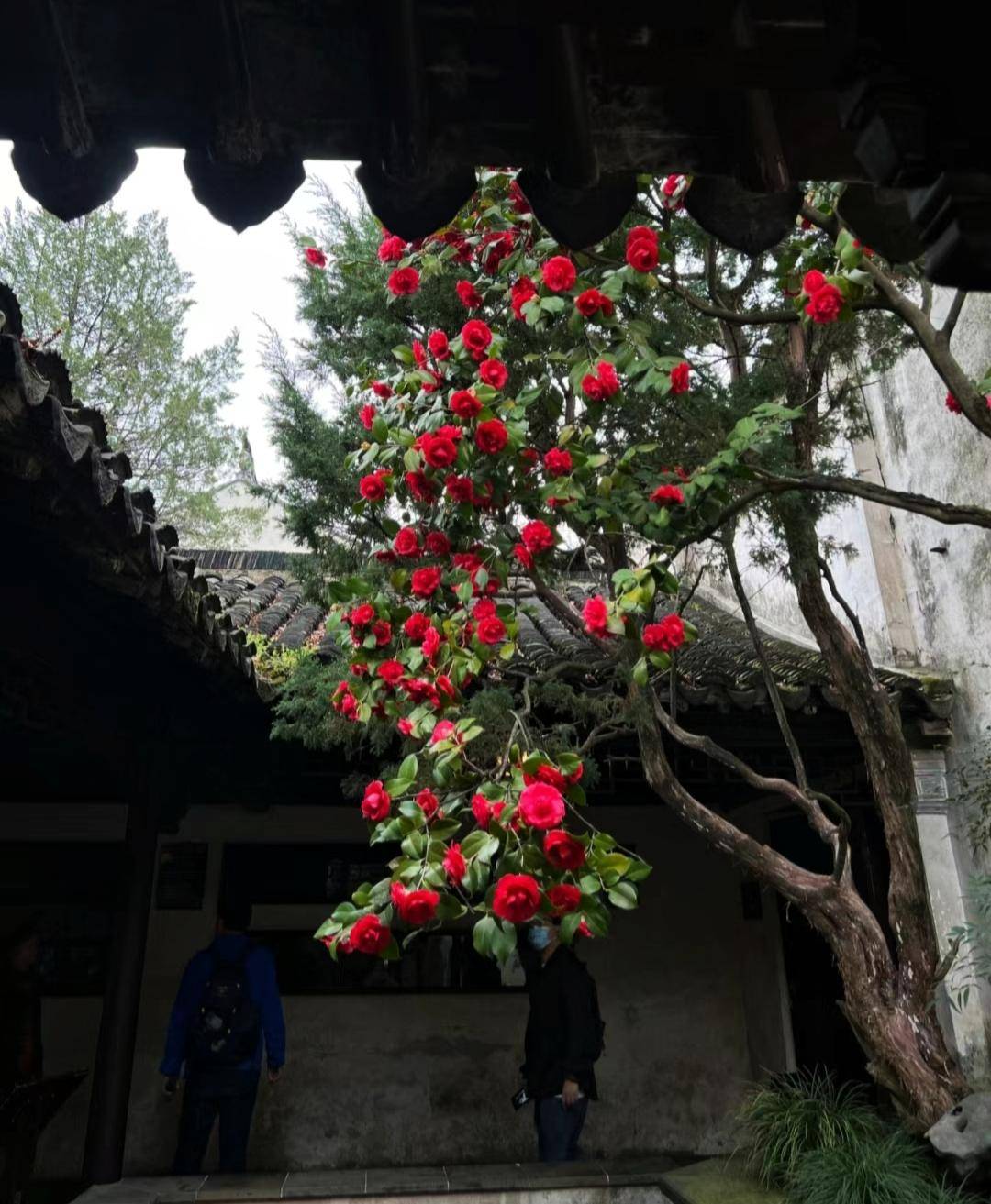 最美茶花图片大全图片