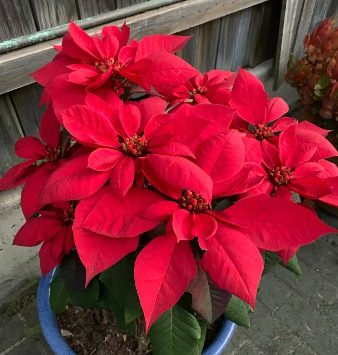 壁纸 花 桌面 1080_1132