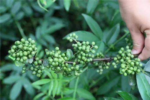 二,形态特征藤椒学名:竹叶花椒,别称:万花针,白总管,竹叶总管等.